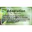Adaptation Definition And Examples  Biology Online Dictionary