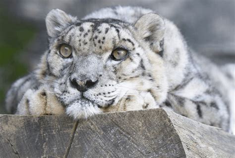 Top 15 Amazing Facts About Snow Leopards Listerious