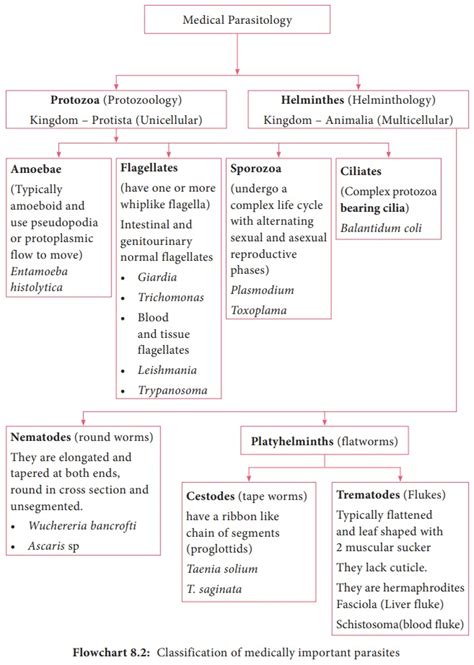 Parasite And Host Types Classification Life Cycle Transmission Medical Parasitology