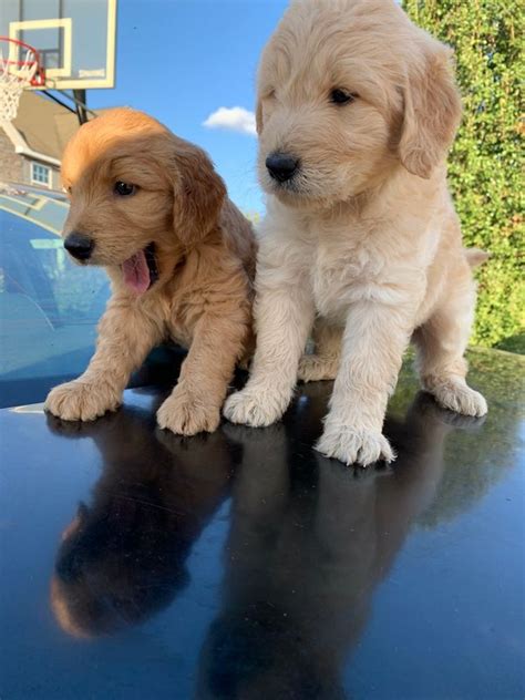 Thanks so much for a wonderful experience in purchasing our puppy. GOLDENDOODLE PUPPIES AVAILABLE FOR SALE LOS ANGELES For ...