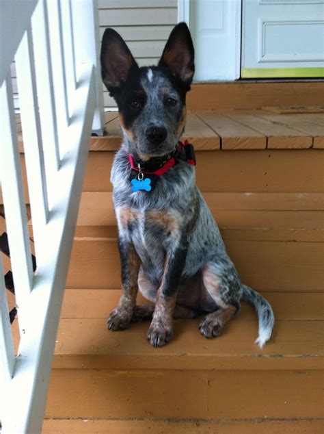 Australian Cattle Dog Looks Like My Action Jackson Austrailian