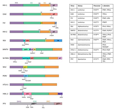 Viruses Free Full Text Importance Of Viral Late Domains In Budding
