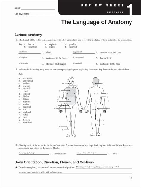 Anatomical Terms Worksheet Answers