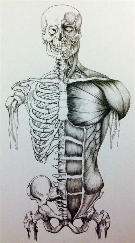 I got my hands on loomis' 'figure drawing for all it's worth', but there's one how exactly do you learn from this book (or any anatomy book)? Pin de Juan Daniel Gutierrez en 1 Referencia dibujo | Arte ...
