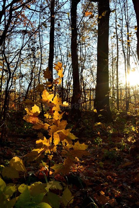 Sunlit Young Maple Tree With Golden Foliage In The Forest Beautiful