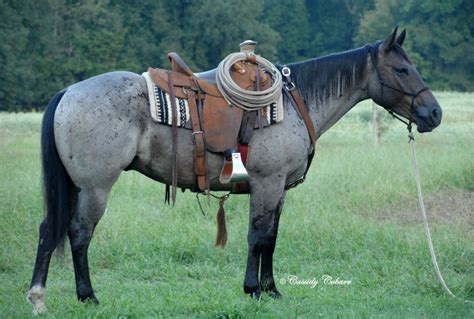 Horses For Sale | Shining C Grulla Horses | Horses, Beautiful horses ...