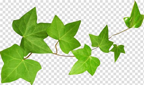 Find illustrations of leaf border. Library of free library ivy leaves png files Clipart Art 2019