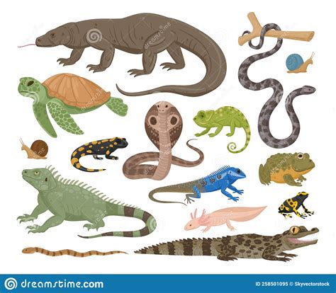Amphibians And Reptile Cartoon Lizard Snakes Turtle Exotic Animals