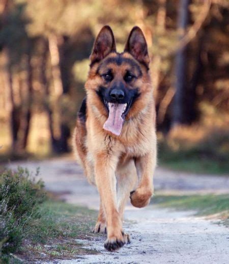 How Much Do German Shepherds Usually Cost