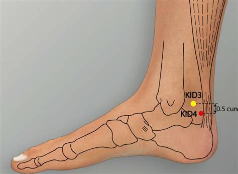 Kid 5 Shuiquan Kidney Meridian Acupuncture Point Amp