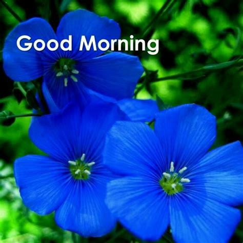 Good Morning Blue Flowers Images Types Of Blue Flowers Blue Flowers