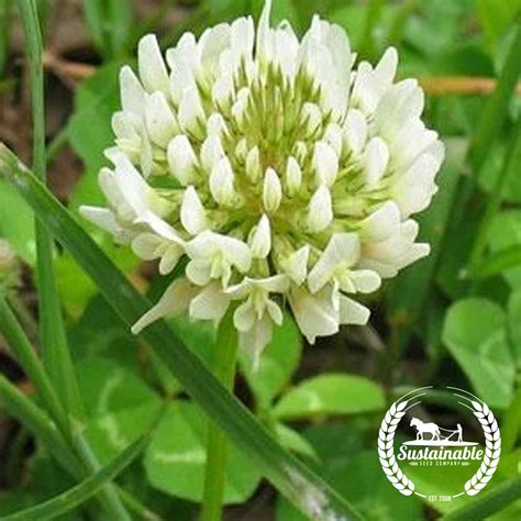 White Dutch Clover Seed Heirloom Seeds Sustainable Seed Company