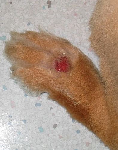 Dermatitis Acral Por Lamido En Perros Mederi Lab