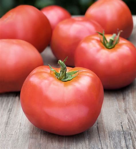 Tomato Marglobe 120 Seeds Organic Non Gmo Ebay