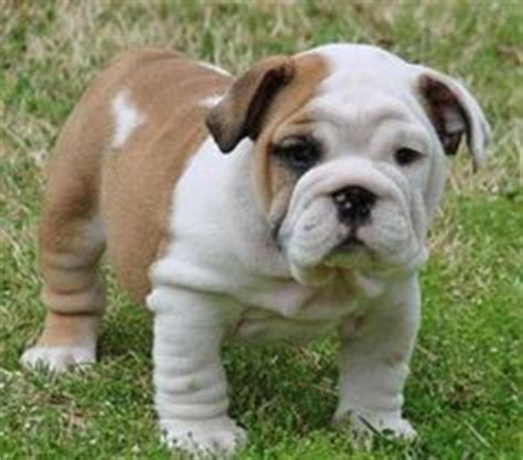 See our available english bulldog puppies for sale & adopt your own today! 1000+ images about I love bulldogs on Pinterest | Bulldogs ...