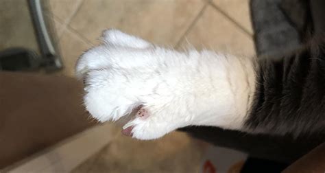 Minor Growth On Cats Paw Scrolller