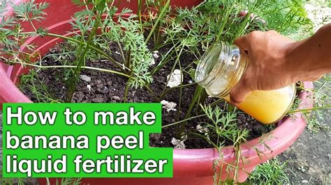 Organic fertilizers have a more balanced range of important minerals and nutrients than artificial fertilizers. Liquid banana fertilizer for plants - banana fetilizer for ...