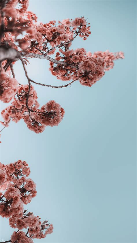 52 Pinterest Frühling Hintergrundbilder Iphone Cheryldesigns