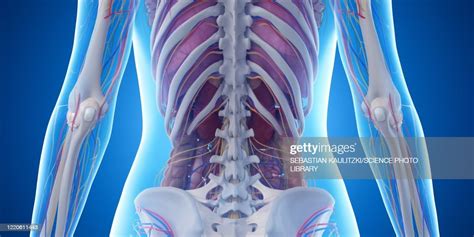 Back Anatomy Illustration High Res Vector Graphic Getty Images