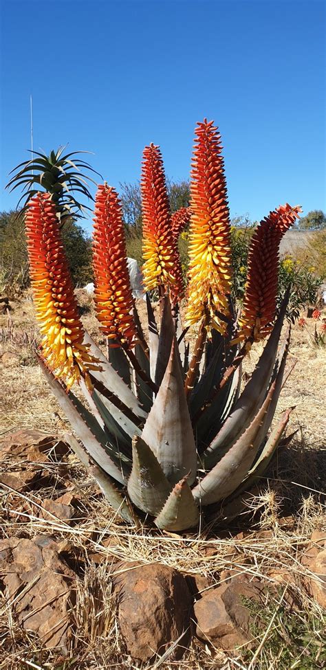 Aloe Hybrid In Flower Johans Hybrids Vaal Retreat July 2019 Cactus