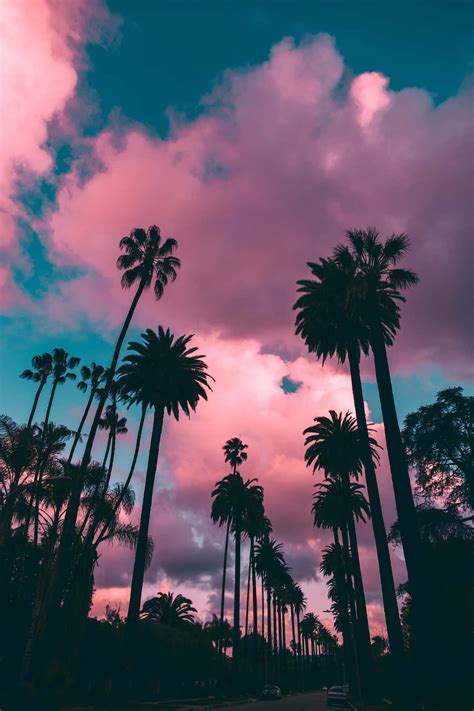 Download Pink Clouds Sunset With Palm Tree Wallpaper