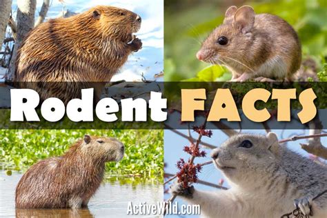 Rodent Facts The Ultimate Guide To Rodents Characteristics And Types