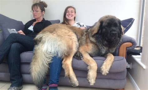 Leonberger Dog Weighing 11st Draws Crowds For Sausage