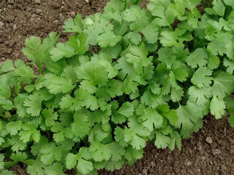 Kolendra Siewna Coriandrum Sativum Urzadzamy Pl