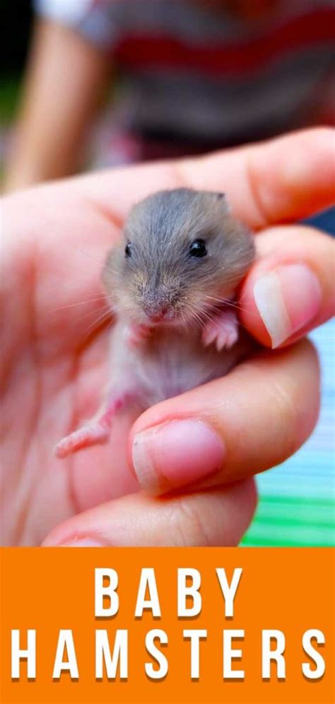 If they live about 5 years, and there is 1 to 32 in each litter, and. Baby Hamsters - A Guide To Baby Hamster Care And Development