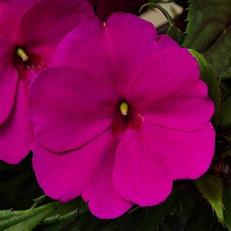 Sunpatiens Compact Pink Beryl Mix Variety Pictures