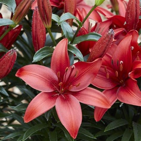 Lilium Cavoli For Sale Online In Eu Directly From Holland In 2023