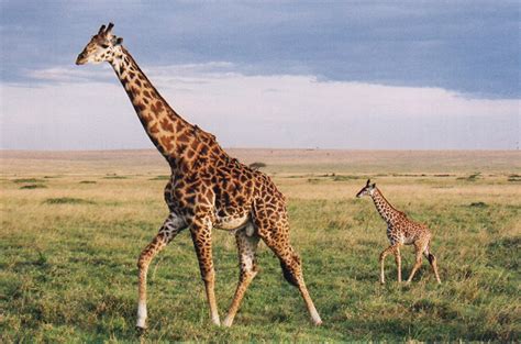 Giraffes And Lumpers And Splitters Natural History