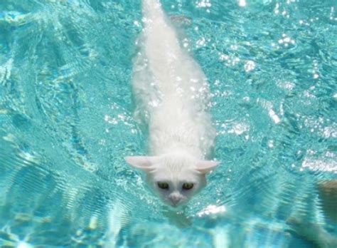 Ten Pictures Of Cats Swimming Because Some Cats Love To Swim