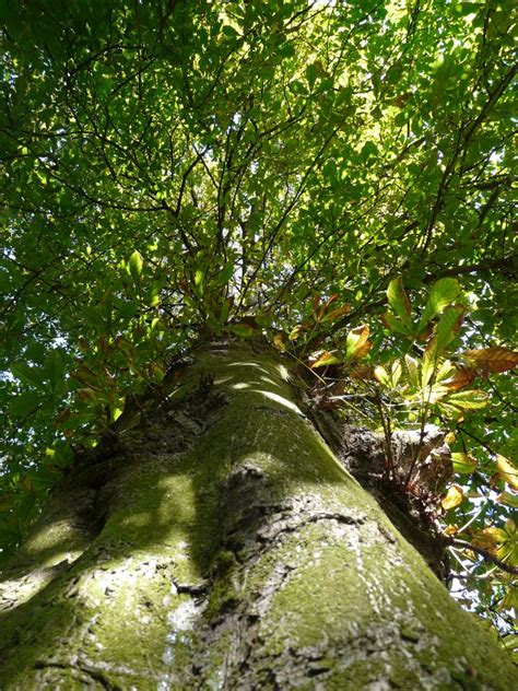 Moss On Tall Tree Trunk Photograph