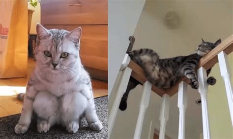 These 83 Cats All Got Caught Doing Weird Things And Now We Cant Stop