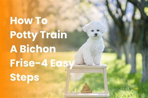 How To Potty Train A Bichon Frise Easy Steps