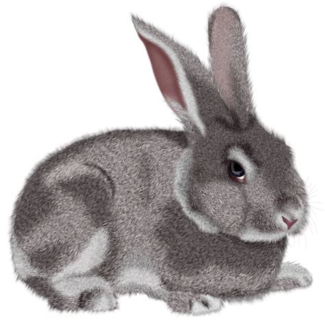 Grey Rabbit Clipart Picture Clipartix