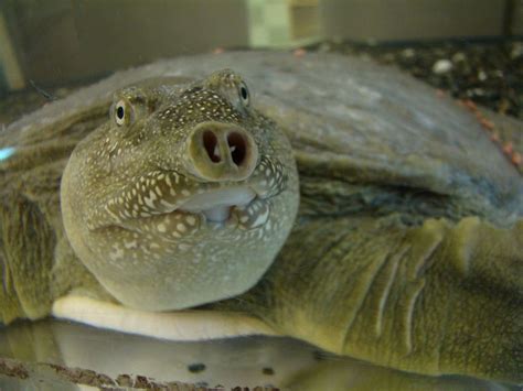 Chinese Soft Shelled Turtle Id Dc Watch List Aquatic Vertebrates · Inaturalist