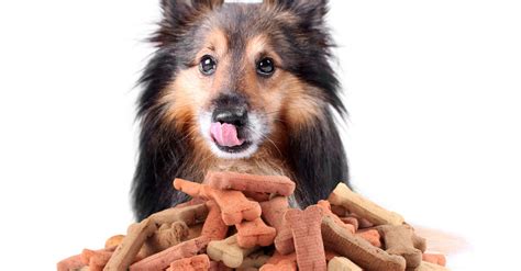 Huesos Cocinados Para Perros ¿un Acierto O Un Error Santévet