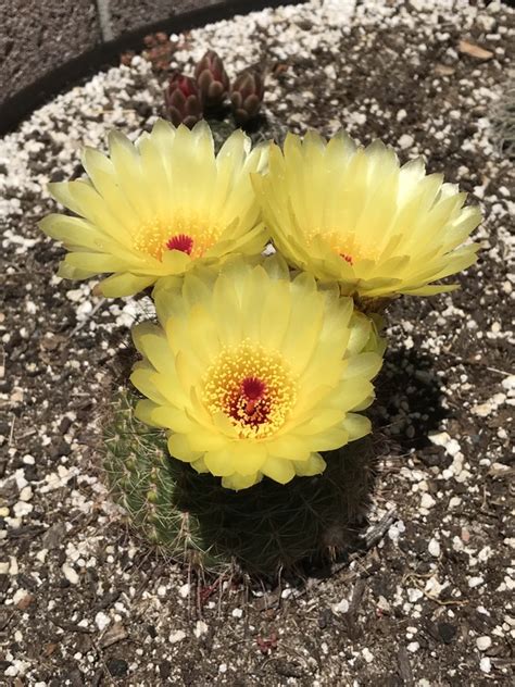 This cactus will do just fine with the occasional neglect (whether intentional or not). What is the cactus with a yellow flower? - Quora