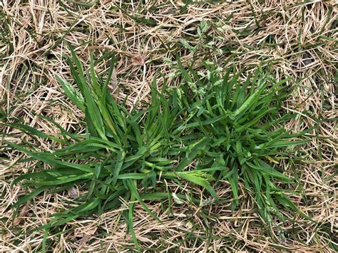 Weed Control How To Get Rid Of Annual Poa Grass Weeds