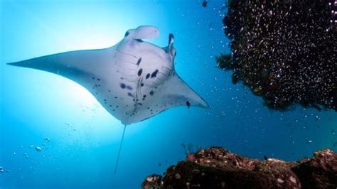 Giant Manta Rays Are Actually Predators Of The Deep Iflscience