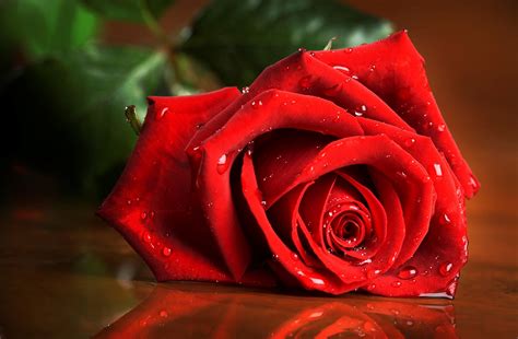 Download Red Flower Flower Nature Close Up Red Rose Rose Hd Wallpaper