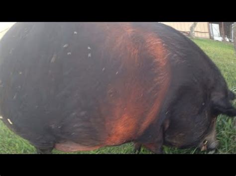 The pig in the chinese zodiac. FATTEST PIG IN THE WORLD - YouTube