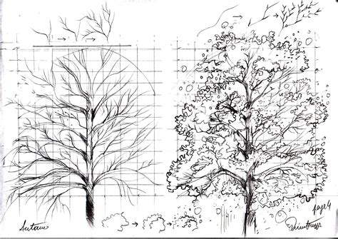 Le Feuillu A Tree How To Draw A Tree Comment Dessiner Un Arbre
