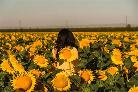 8 Best Sunflower Fields In California Inc Locations — A Charming Escape