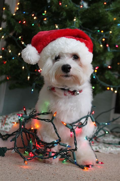 Dog Christmas Lights Wallpaper Pets Lovers