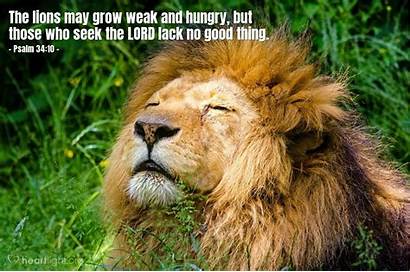 Lion 34 Psalm Verse Bible Thing Today