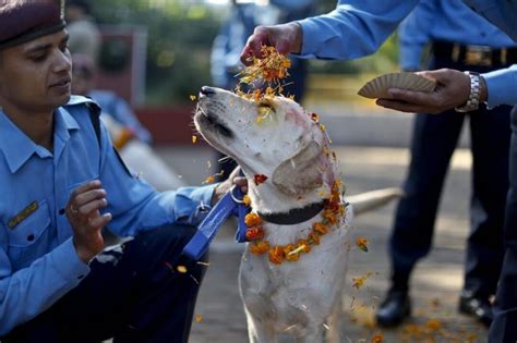 Kukur Tihar Kukur Puja The Nepalese Festival That Celebrates Dogs
