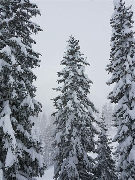 Snow Covered Pine Trees On Snow Field Photo Free Plant Image On Unsplash